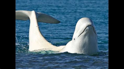 como e conhecida a baleia branca do artico